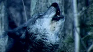 Why Do Wolves Howl at the Moon? | BBC Earth Kids