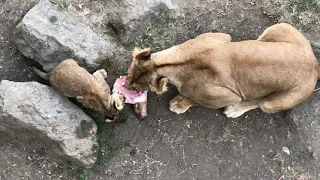 Ужин у прайда льва Симбы! Маленькая львичка и львица Тея кушают вместе!