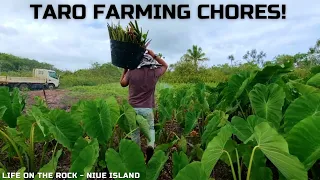 Taro Farming Chores, A Way Of Life!