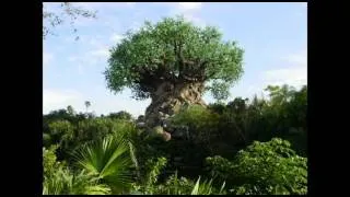 ANIMAL KINGDOM TREE OF LIFE AREA LOOP 1