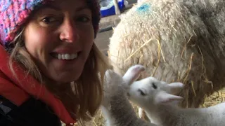 TOO COLD FOR LAMBING! Week in the life during lambing season 2019. Prolapse sheep lambs!