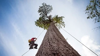 Climbing Big Lonely Doug, Canada's 2nd Largest Douglas-fir Tree