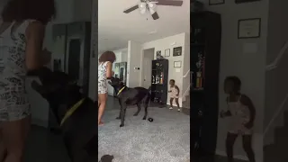 Cane Corso Protecting His Youngest Owner From Tickles 🤗