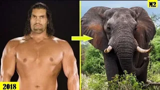 15 WWE WRESTLERS vs ANIMALS Associate P.2 [HD]