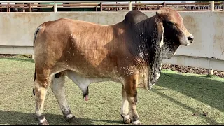 J&J Cattle Co: Lot #6878 Red Brahman Bull