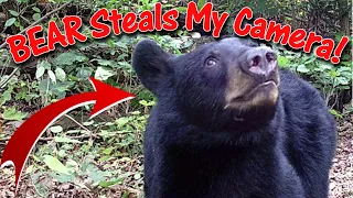 Black Bear Steals my Trail Camera: How and Where Did I Find it?