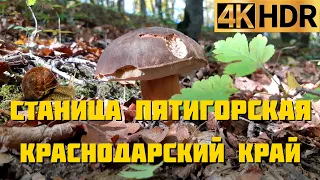 Грибная станица Пятигорская Горячий Ключ | Собираем грибы в лесу