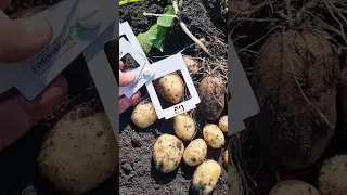 Сорт картофеля Аризона урожай 2023#kartofelural #potato #agriculture