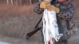 Rabbit hunting.  Охота на зайцев и рябчиков 1