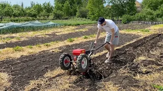 Сегодня перепахали клубнику Русановку под второй урожай