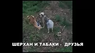 ШЕРХАН И ТАБАКИ - ДРУЗЬЯ