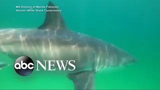 Why shark sightings and encounters are on the rise l GMA