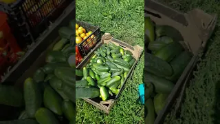 🍅Помидоры в теплице / урожай помидор / сбор урожая 🍀Средство от сорняков за 139р.🍀 заказывал здесь 👉