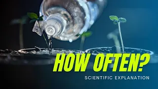 How often do I need to water Cannabis plants? (Science Explained)