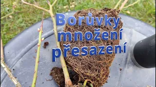 Borůvky kanadské množení, přesazení #blueberry