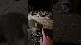 20 raccoons visit plus 1 cute one