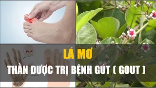 Chữa bệnh gút (gout) bằng lá mơ, cả đời không lo đau do gút