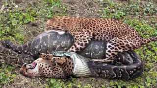 OMG! Giant Python Rushed To  Swallowing The Baby Leopard While Mother Leopard Rescue Lion Cubs