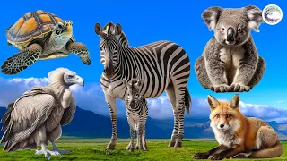 Funniest Animal Sounds In Nature: Turtle, Zebra, Koala, Fox, Vulture, Chipmunk, Camel, Capybara