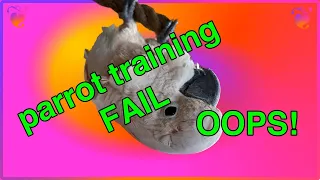 Mander cockatoo flips out! Positive punishment fail! When training your parrot fails.