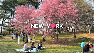 [4K]🇺🇸NYC Spring Walk🌸💐💮🌼: Central Park & Upper East Side /Austrian Café Sabarsky🍰☕Mar. 2024.