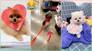 😍 Mini Pomeranian - Funny and Cute Pomeranian Videos #22 - Cute Puppies | Tik Tok chó phốc sóc