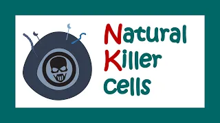 Natural Killer cells | Functions of Natural killer cells | Immune function of NK cells