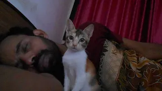 Kitten cute reaction when owner sleep💤😴|kitten gently wakes up Cat in this heartwarming video.