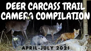 *GRAPHIC* │ Deer Carcass Trail Camera Compilation │ Suspect BH755 │ April-July 2021