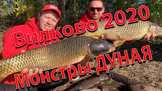 Рыбалка г. Вилково р. Дунай 2020. Трофейная рыбалка на дикаре
