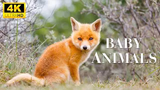 Baby Animals 4K - Amazing World Of Young Animals With Relaxing Music | Scenic Relaxation Film