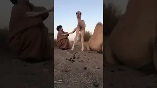 camel's baby kicked #shorts #viral #youtubeshorts #viralshorts #saudiarabia