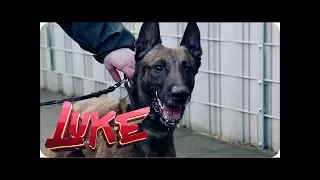 Luke testet Polizeihunde | LUKE! Die Woche und ich