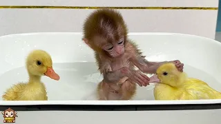 Baby monkey Yumy so excited when swims with the duckling