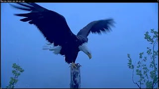 Dear Sweet Bella - 11 Years Old Resident Female - Close Up Views - NCTC Bald Eagles - April 28, 2024