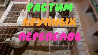 Перепела будут крупнее а затраты меньше