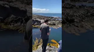 New Zealand Sea Lion/Dunedin