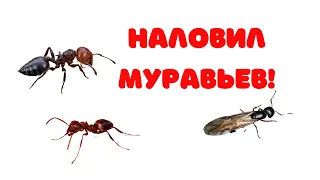 Каких муравьев я поймал на Черном море