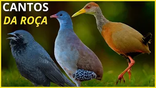 40 Cantos De Aves Que "TRAZEM RECORDAÇÕES e SAUDADES" Da ROÇA!