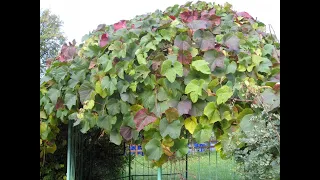 Виноград амурский - руководство по выращиванию