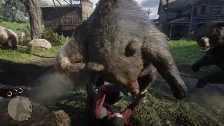 Bears Attacking Man (Warning Graphic)