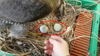 Фермер подложил куриное яйцо в гнездо орла и наблюдал, и то, что он увидел, было поразительно!
