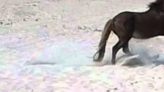 Horse Fight at Assateague Island