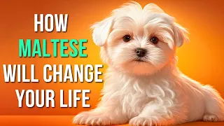 10 Reasons Why Maltese Dogs Will Bring Happiness To Your Life
