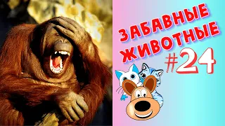 Приколы с Животными #24 / Смешные Животные / Приколы 2020 / Приколы про Животных / Лучшие Приколы