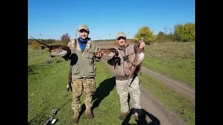 Открытие охоты на фазана 2018, pheasant hunting