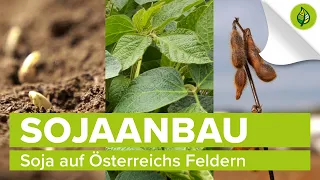 Sojaanbau – Soja auf Österreichs Feldern