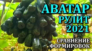 ВИНОГРАД АВАТАР-САМЫЙ КРУПНЫЙ В МИРЕ КИШМИШ.СОРТ ДЛЯ БИЗНЕСА.ОБЗОР 2021