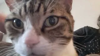 Purring Cat #cat #catvideo #cutecat