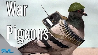 How to War Pigeons - Battlefield 1